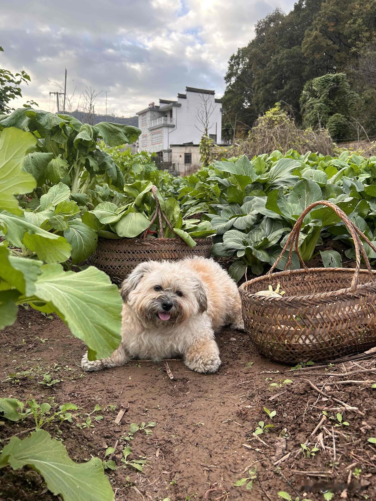 我家菜地新晋管理员太可爱了！新招了个菜地管理员，居然是只小狗狗！小家伙超