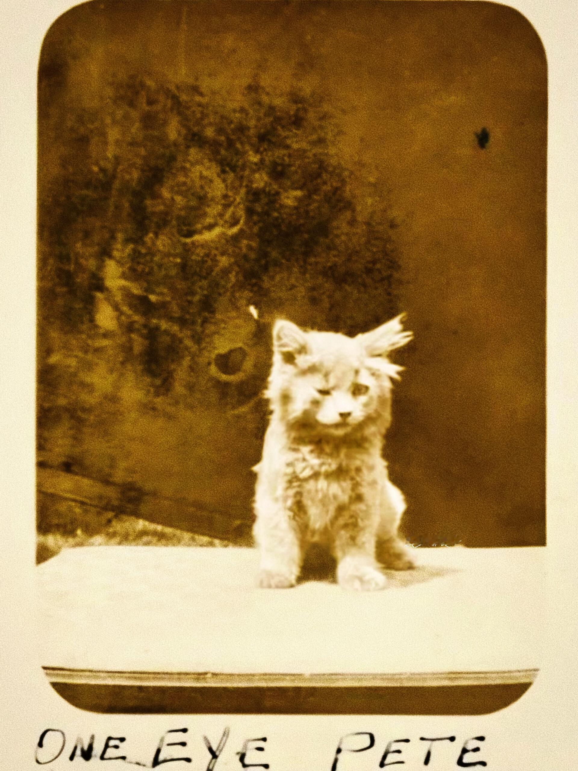 上世纪的猫猫照相馆