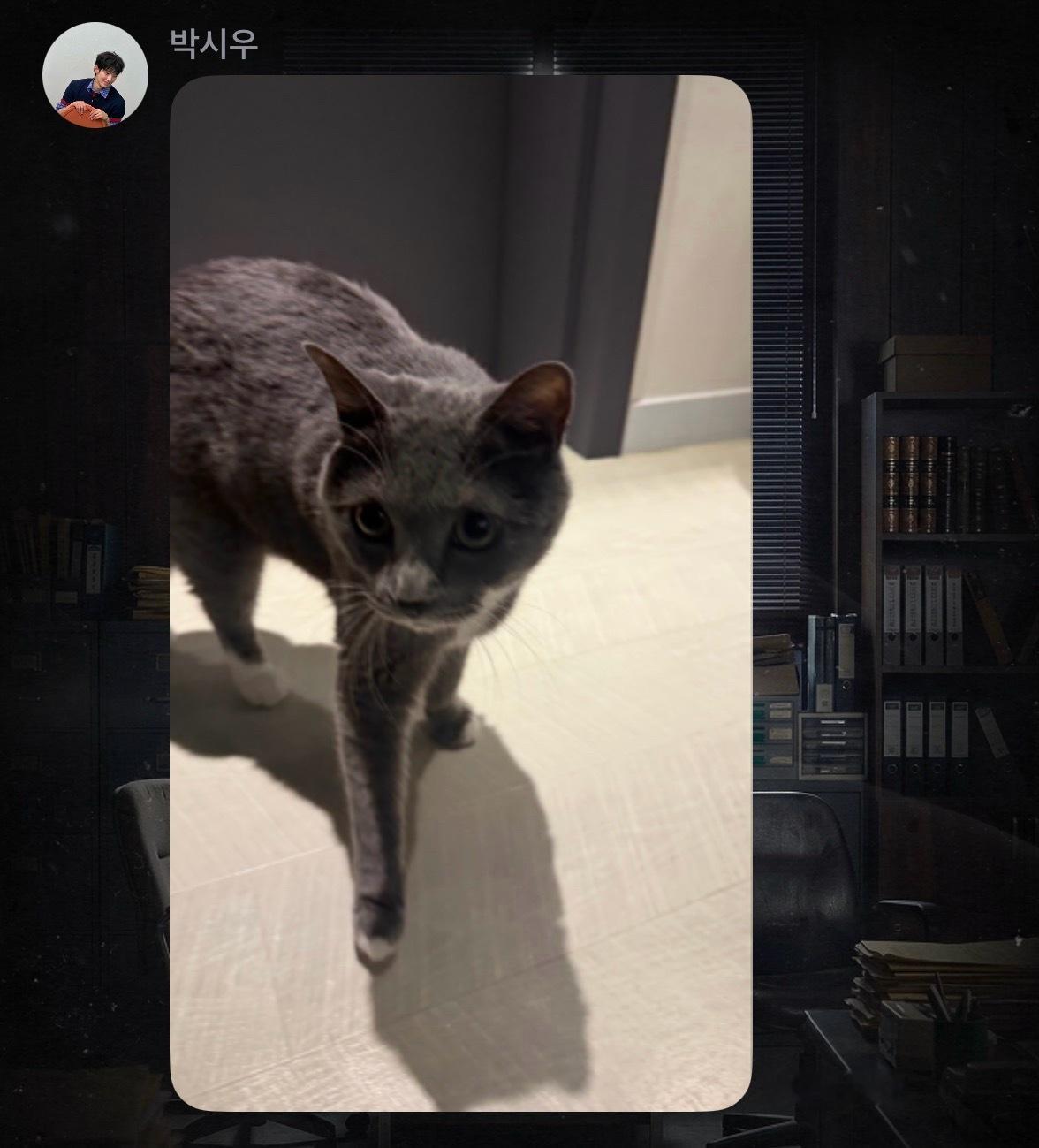我不行了嫂子进门第一件事就是秀猫