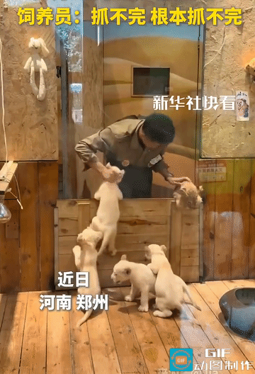 彻底笑不活了!河南郑州,一饲养员想把8只小狮子分开,4只黄色的,4只白色的,结果