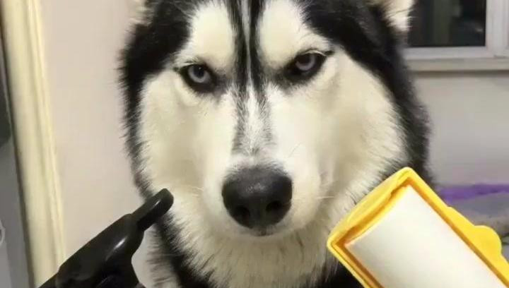 暴打哈士奇视频图片