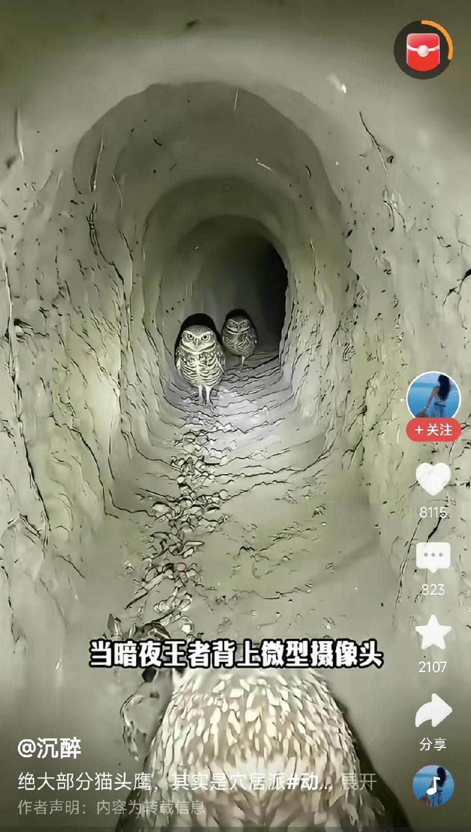 猫头鹰的洞穴世界刚刚看到一个视频，有人把微型摄像机固定在一只猫头鹰的背上，让