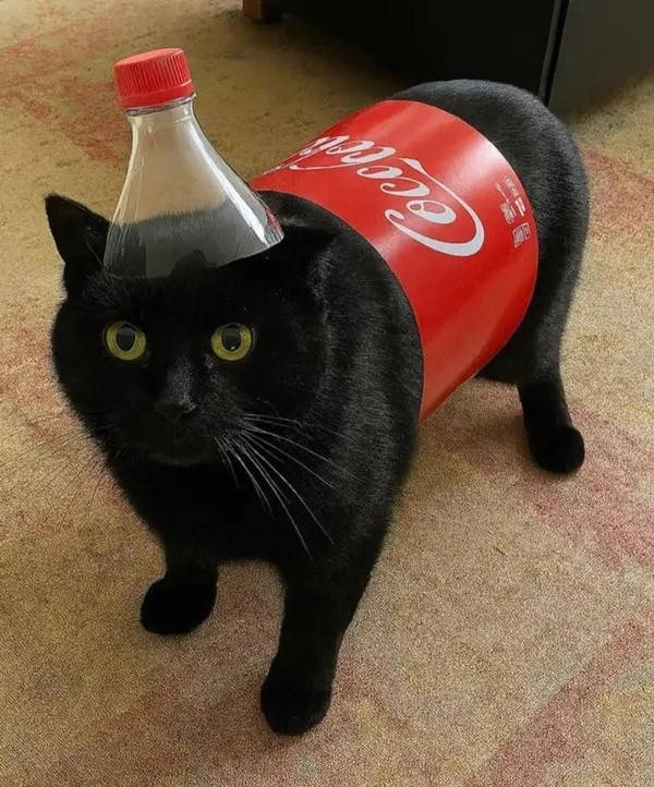 车若初见这猫看着像喝可乐长大的[吃瓜]​​​