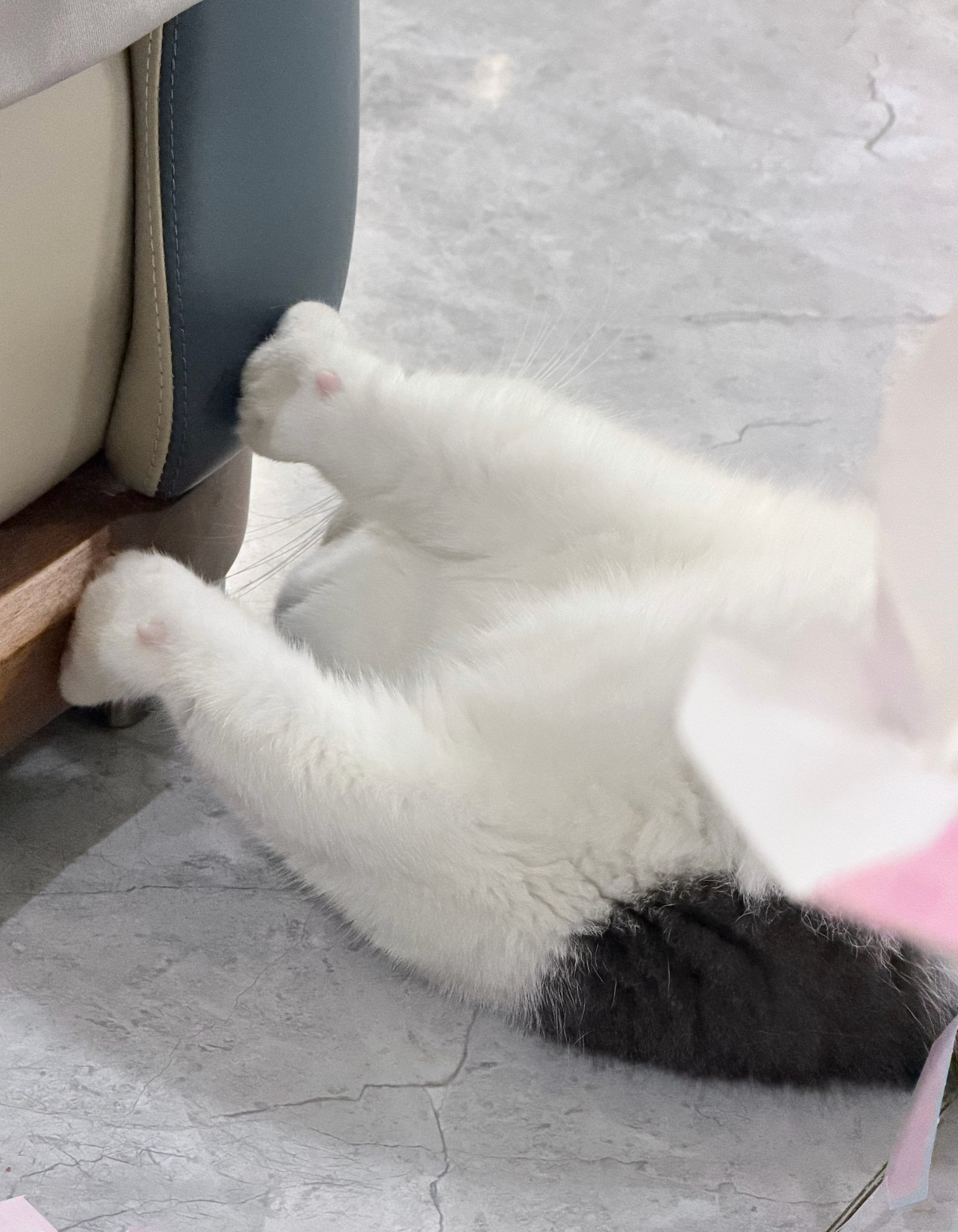 敢挠一下沙发你就完蛋