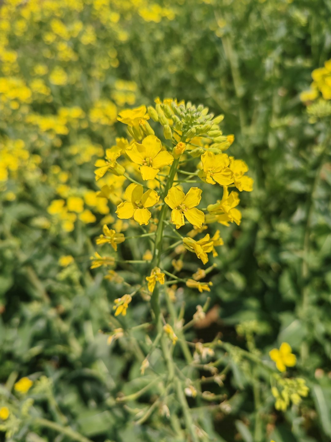 有一个小同事，从小生活在市区，爷爷奶奶家也是市区的，没怎么见过油菜花。于是乎对赏