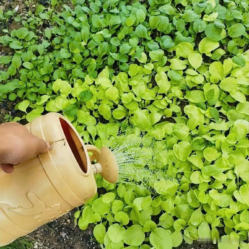 种菜浇水别瞎浇！很多人都浇错了同样是在家种菜，为啥人家的菜长得绿油油、