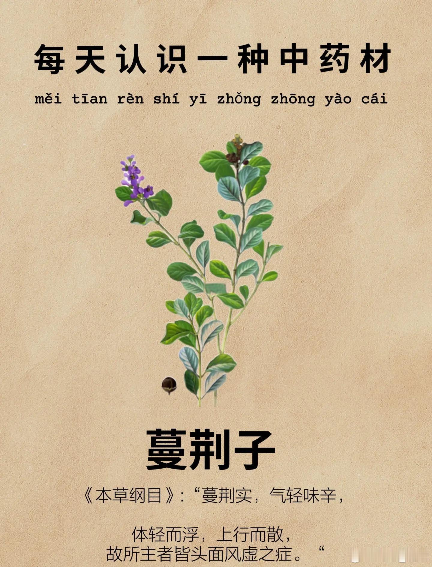 一味被忽略的头痛克星！用好通关窍，用错耗元气，中医教你辨分明蔓荆子，《神农本草经