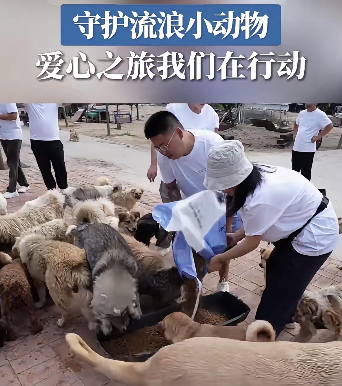 那些骂鸿星尔克的人，真该先看看自己干过啥。流浪狗哪来的？不就是人养烦了扔的？