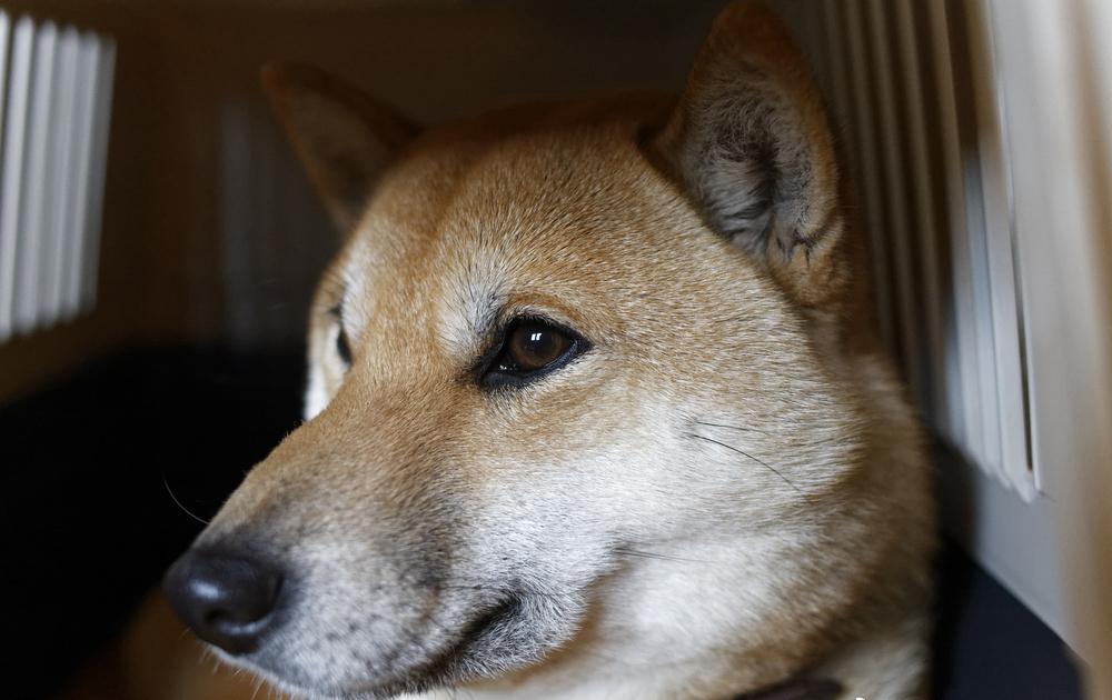 小皮的柴犬用三天托运换来了一场悲剧。2月初她花费1010元预订托运服务，商家承诺