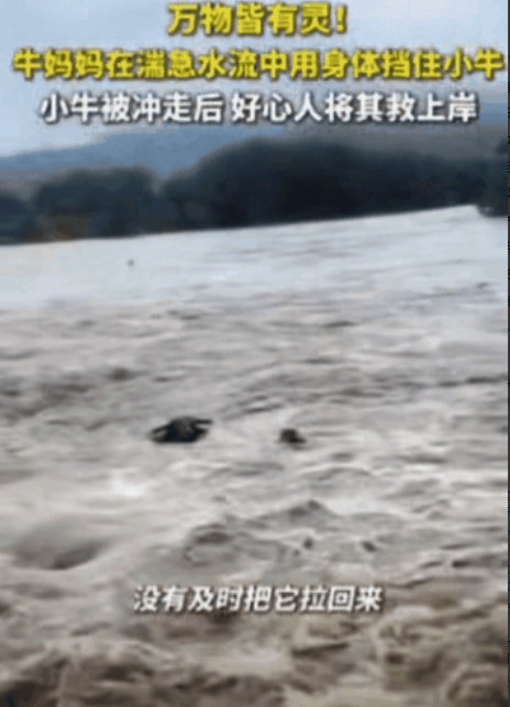 浙江河边这幕太戳心了！牛群吃草时河水暴涨，母牛本可自己上岸，却为救被冲走的小