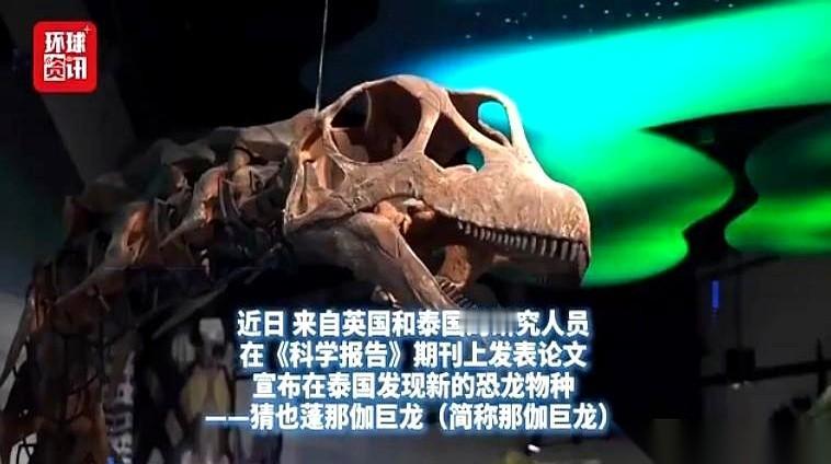泰国挖出来个大家伙，直接刷新了整个东南亚的记录。27米长，体重顶得上9头成年大