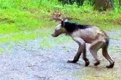 1973年，一头神秘野兽进入部队捕食，被哨兵当场射杀，然而，当看清野兽的模样后，