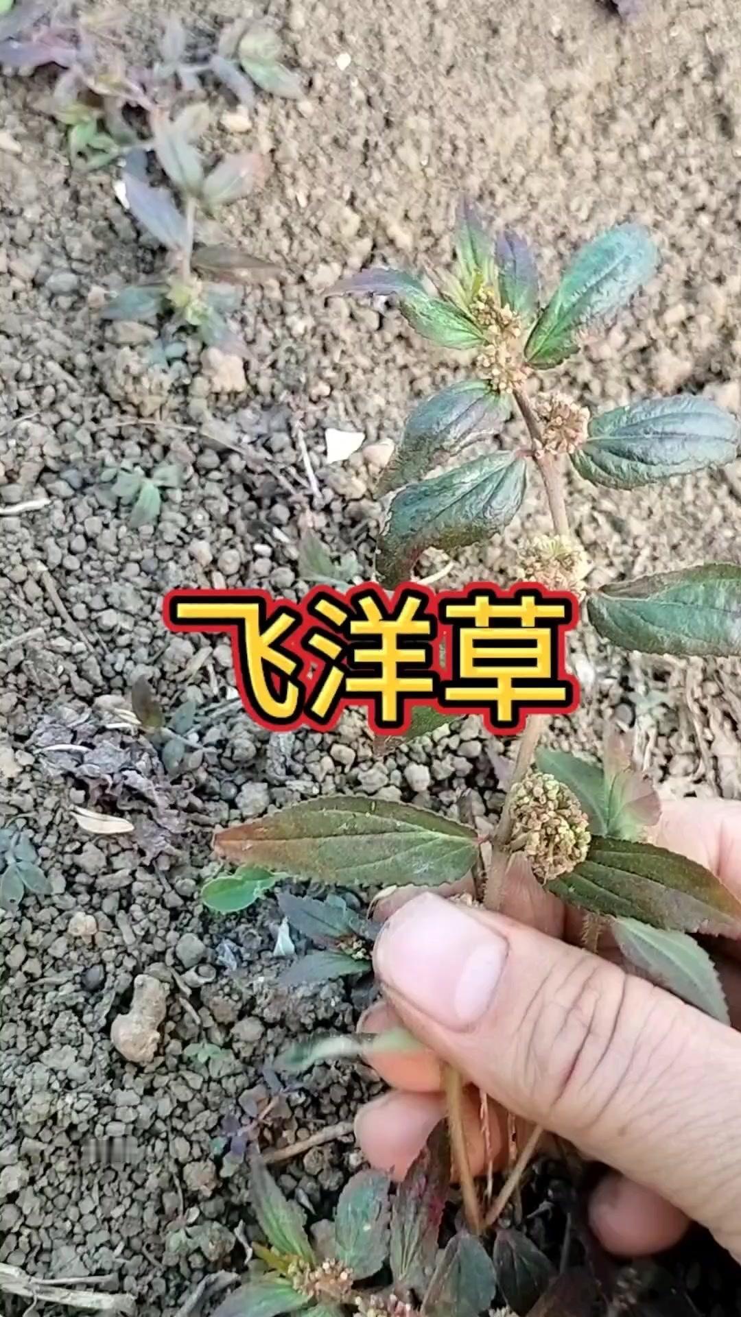 1️⃣植物特征：农村多见的飞扬草，折断茎会流出乳白色汁液，又名白乳草、止痒草，叶