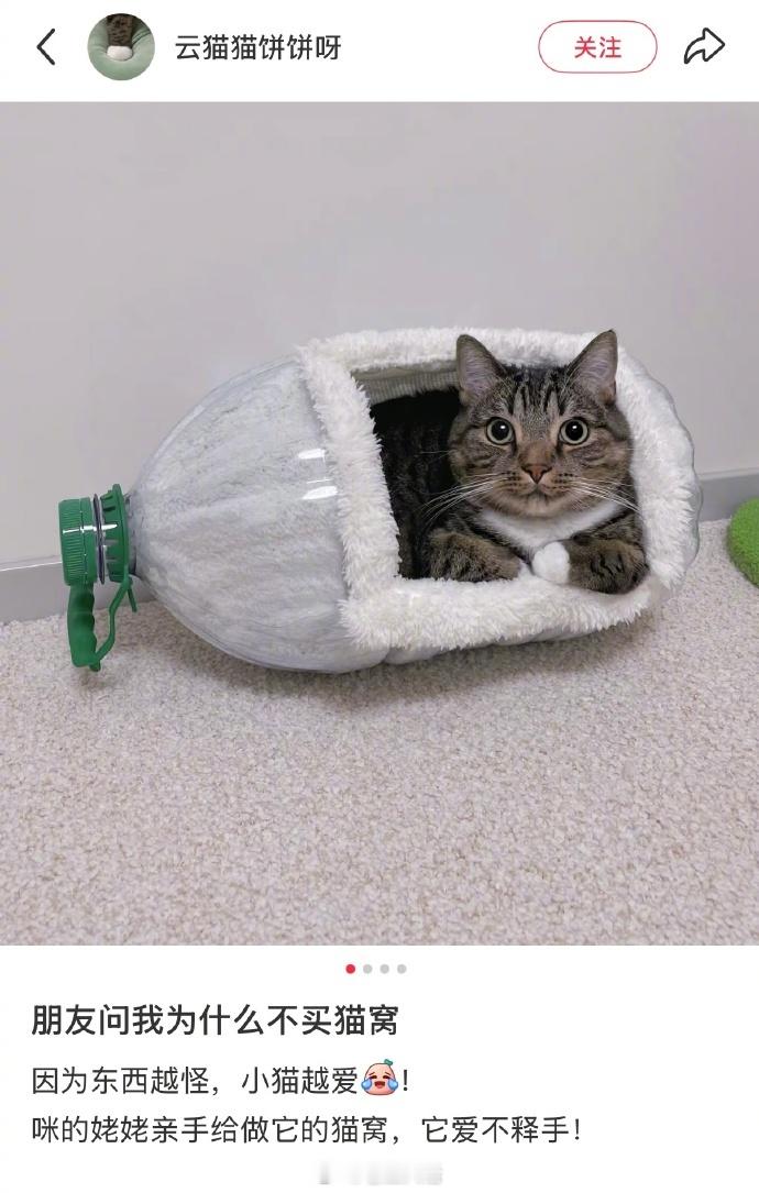 小猫不会嫌弃任何猫窝