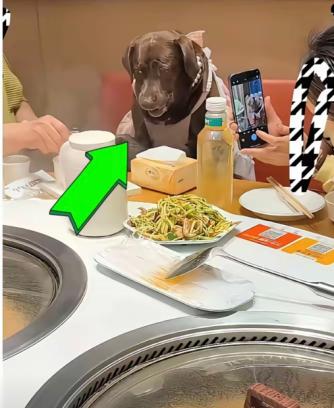 缺大德了”，天津市有位狗主给狗过生日，选择一家铁锅炖，还用人用的餐具给狗喂食。引