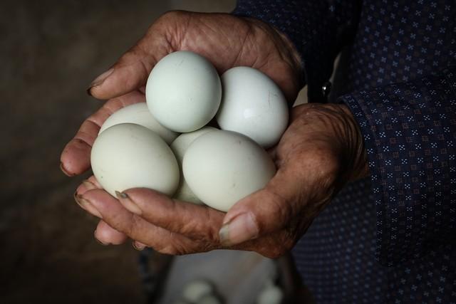 鹅蛋再次被关注！研究显示：高血糖常吃鹅蛋，不过一年或有改善！一提到控制血糖，