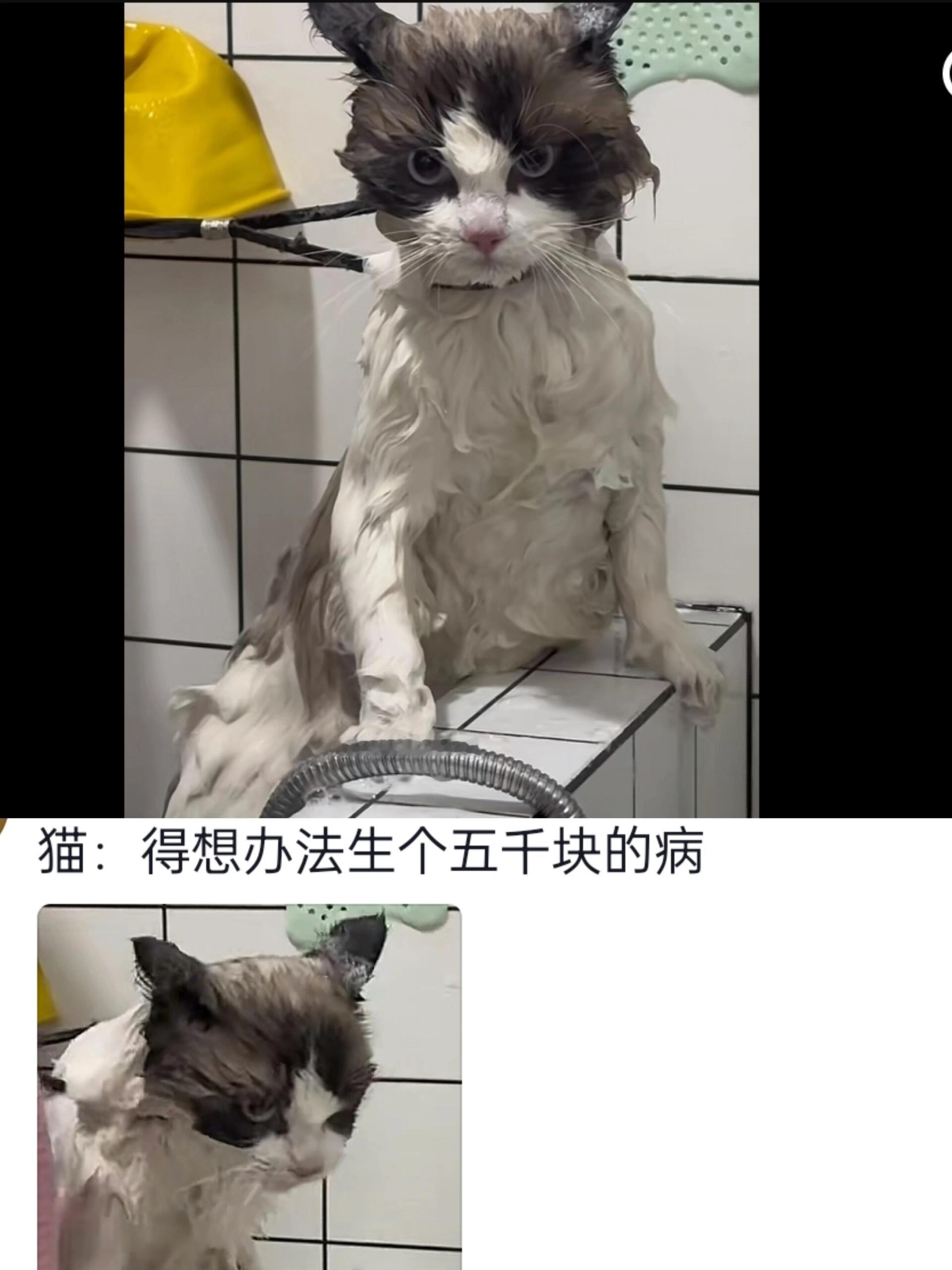 小猫：妈妈你是个人机😨！！！