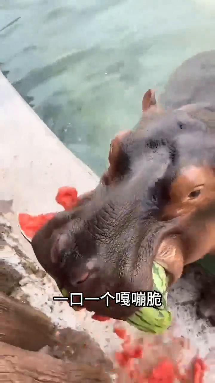 这只看着像淹死的猪，其实是河马在睡觉。河马的咬合力比狮子和鳄鱼还恐怖，南瓜拿刀切