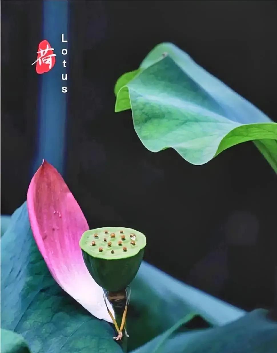 世间一切皆为空欢。你辈子执着的子女、亲人只你的一个缘——弘一法师浮生不过