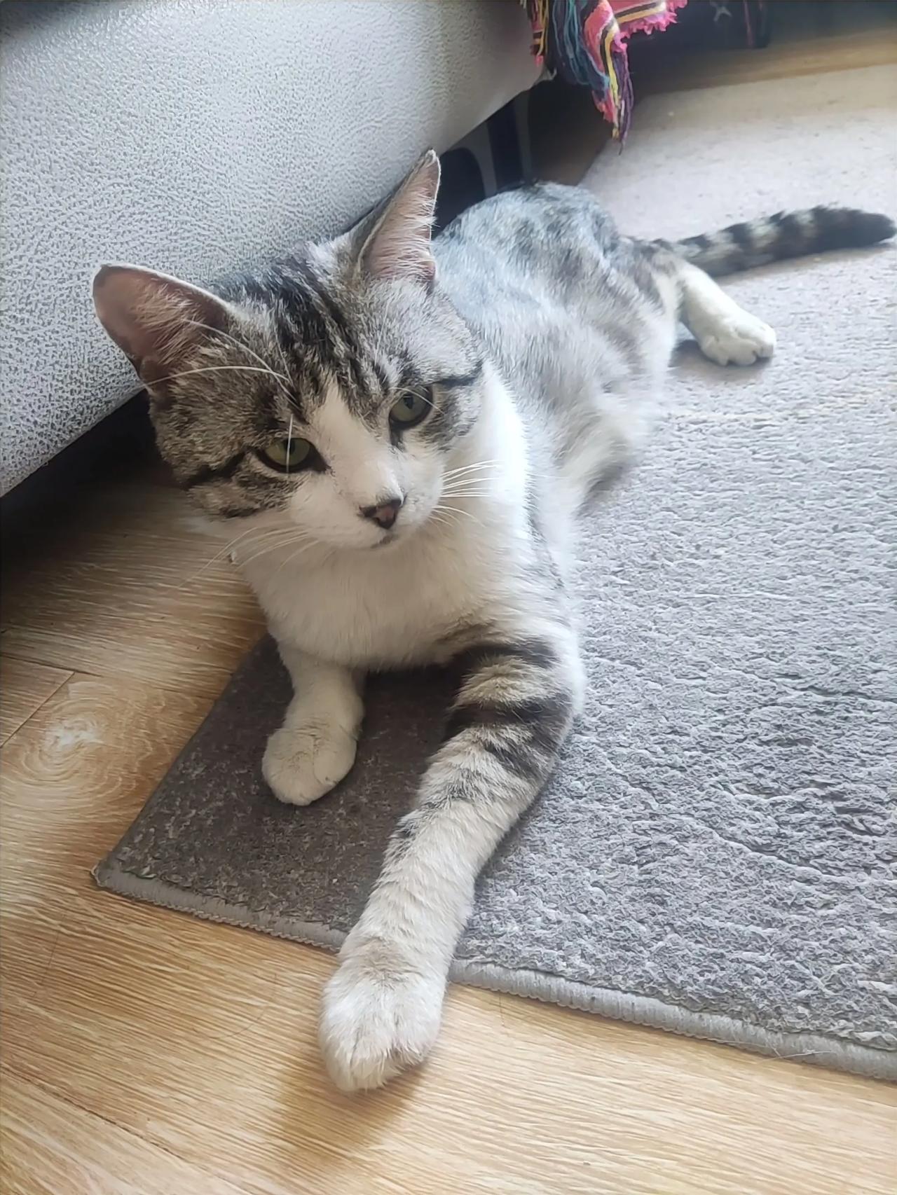 有没有人认识这是什么品种的猫？因为呆呆的起名二哈，刚捡到的时候有人告诉我是美短加
