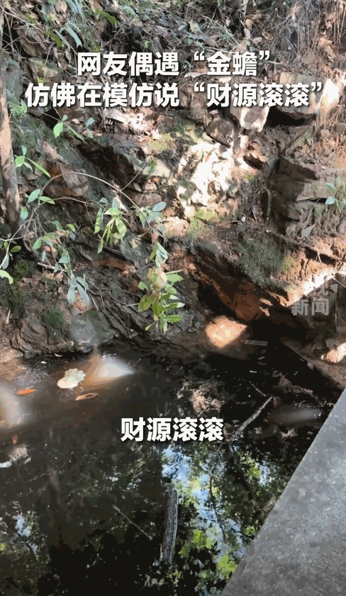 “太不可思议了！”山东，一女子在溪水边游玩，发现河边石块上趴着一只“金蟾”，女子