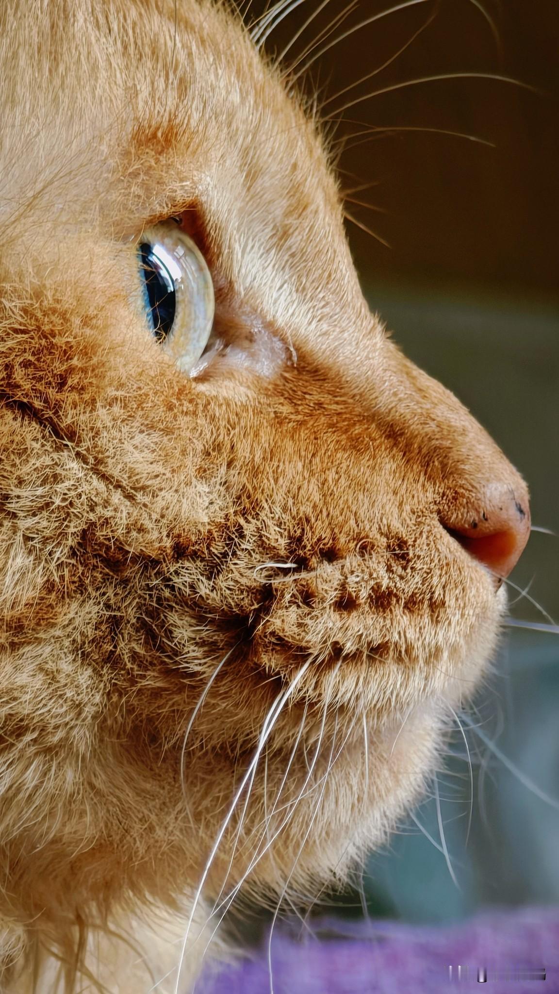发一张你家猫的可爱照上来吧我已经不止一次的发我家猫的图片了，这是我最常拍的角度，
