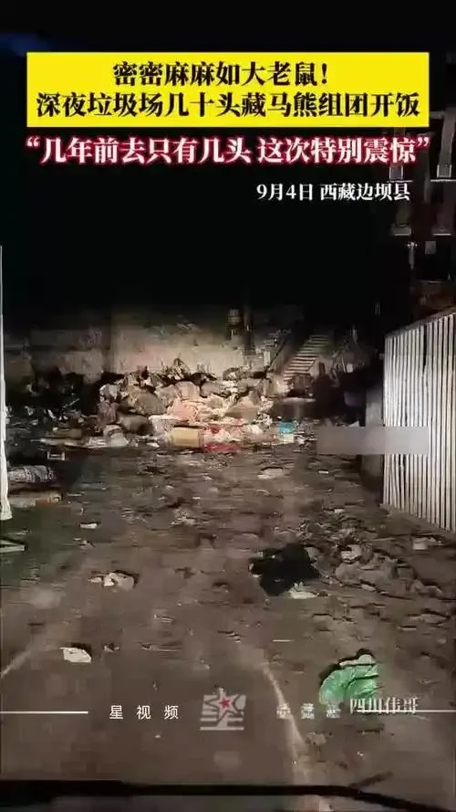 惊！西藏一县垃圾场竟成藏马熊 “食堂”，2