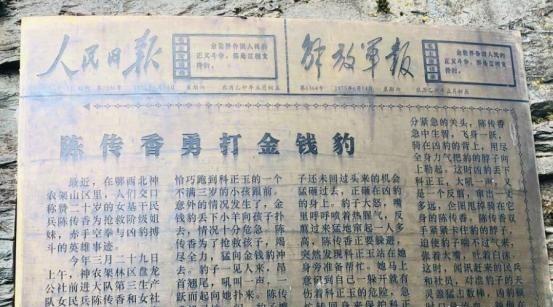 1975年，湖北神农架，几名妇女正在田里干农活的时候，一位妇女突然因为内急跑向了