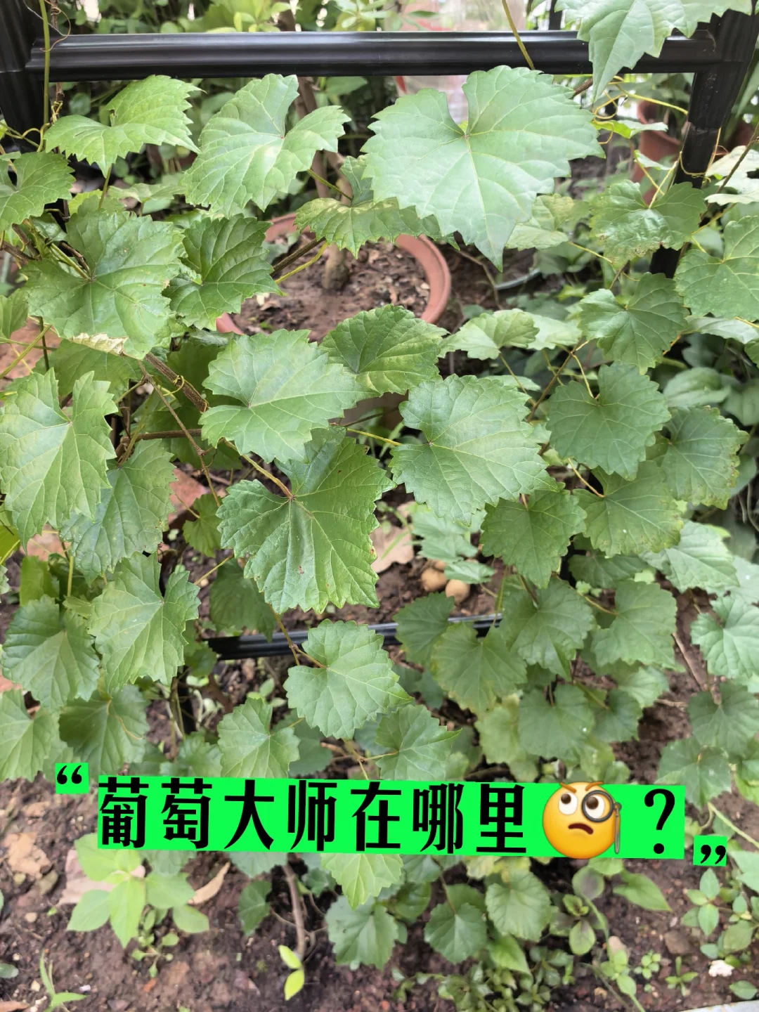 一定有葡萄专家吧？帮我看看～