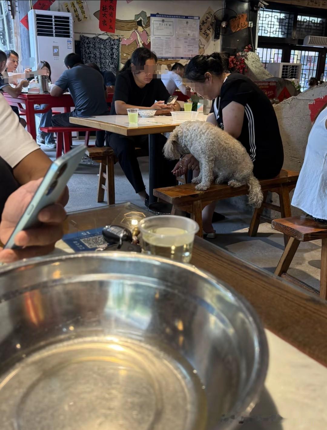 狗上桌，这次轮到江西宜春的两房一厅邻家菜馆了。这一幕，谁忍得了，狗上桌，还是容易