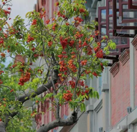 广州赵某与曾某多年为邻，彼此应当熟识却因两棵荔枝树的枝叶引发一场纷争。曾家屋前的