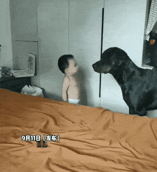 小宝宝急得扯着嗓子喊爸爸，一旁的狗狗却直接原地懵圈，小脑袋瓜里全是问号：这小不点