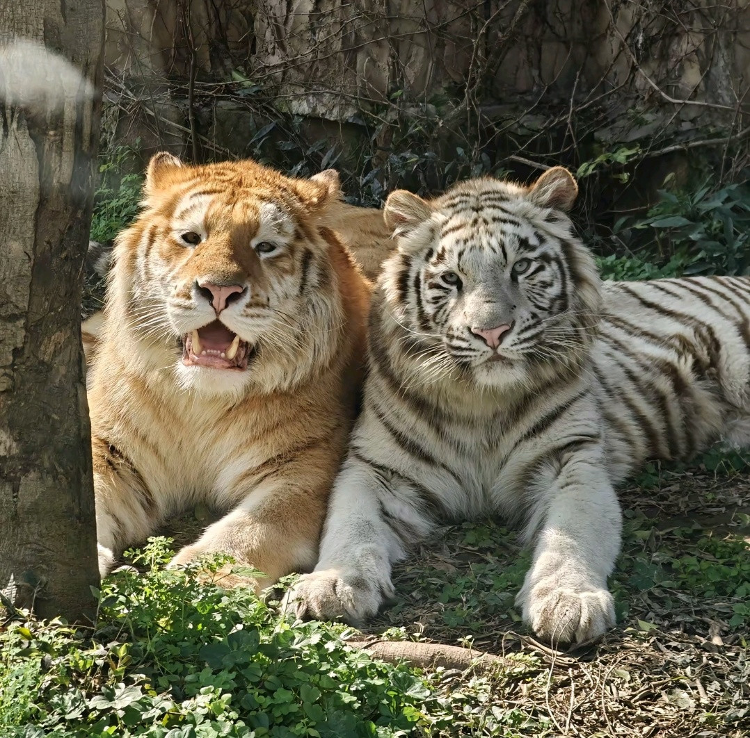 我们天下第一好☝️☝️