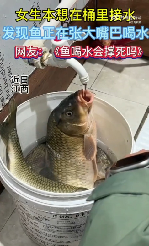 笑不活了！”近日，江西，一女子在水桶里放了几条大鱼，没想到给桶里接水的时候，鱼竟