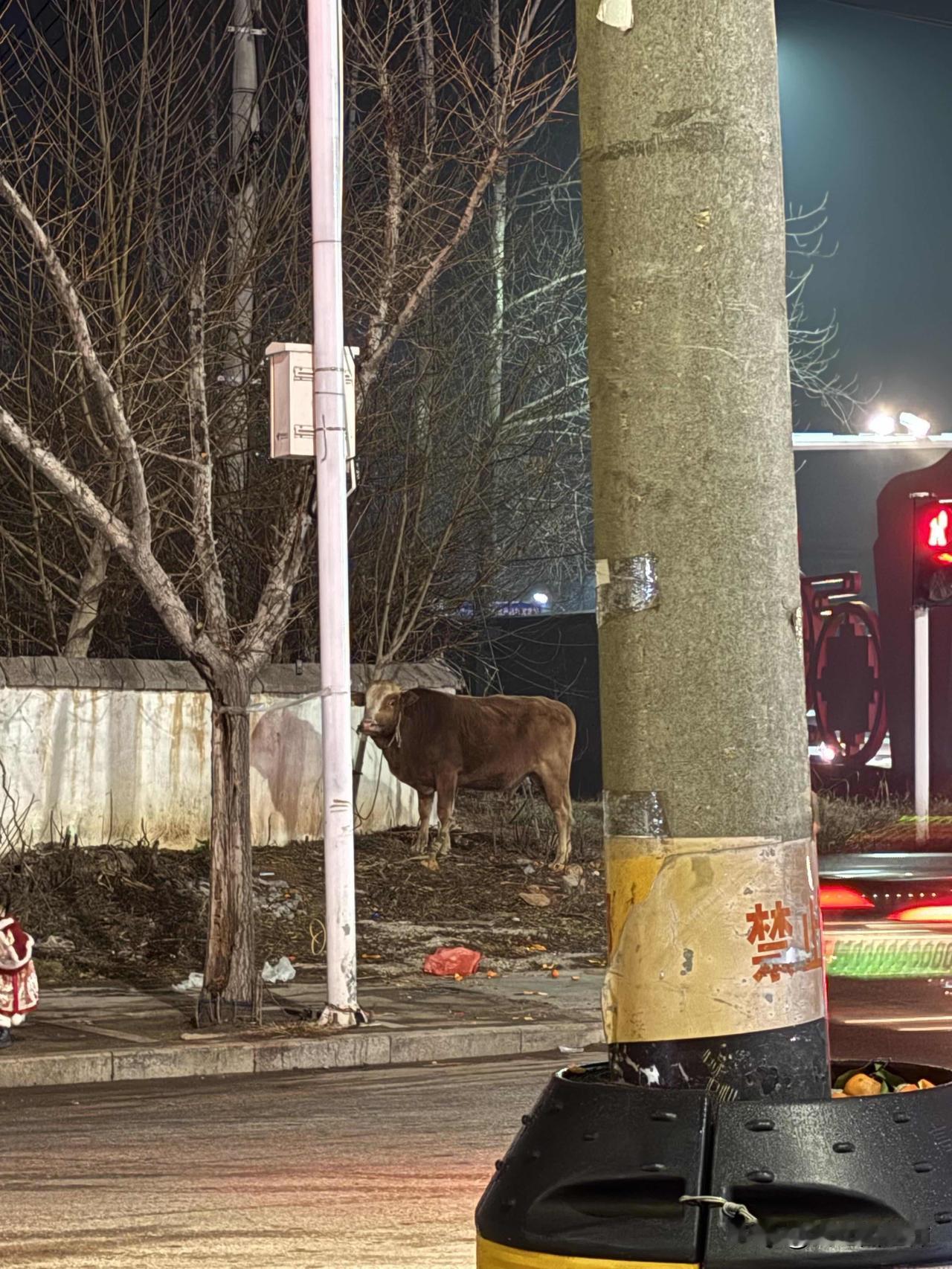 在过年前卖掉这头老黄牛今天是二月十四日，此刻快晚上十二点，刚吃完烧烤躺下。手机
