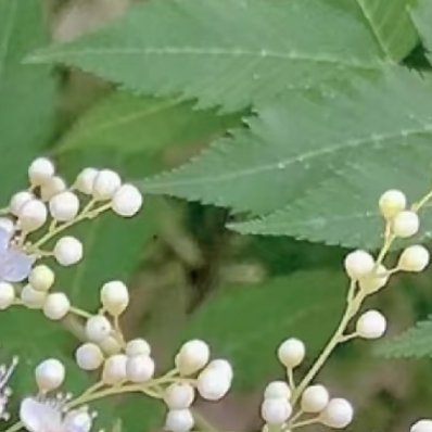 珍珠梅的种植方法：1、温度：珍珠梅喜温暖。具体来说，在二十二至三十度之间，是最合