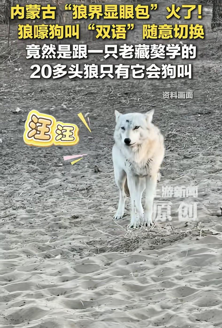 内蒙古这头狼火了，狼界显眼包说的就是它了，它狼嚎狗叫随意切换会双语。它叫无毛，