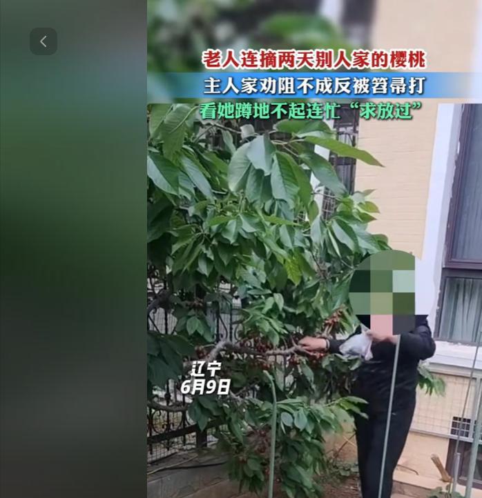 太无奈了，6月10日，辽宁某城市住宅区一楼住户的小院里，一棵樱桃树果实成熟，一老