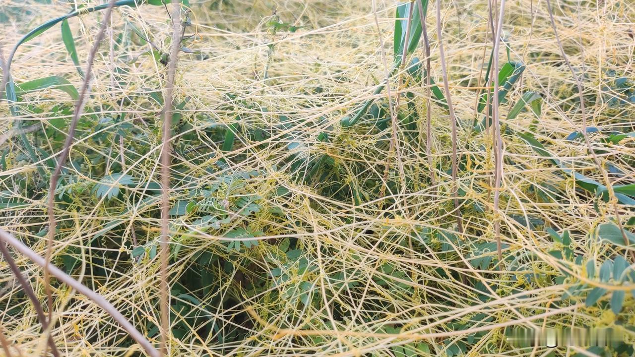 大家都知道动物有寄宿生活的，比如寄居蟹，藤壶等等得有很多种物种。其实植物也有这样