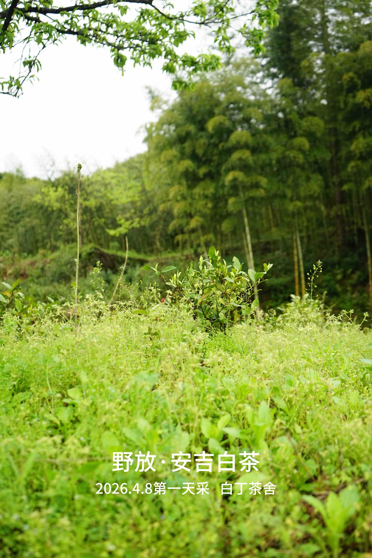 我的野放安吉白茶，有滋有味太好喝了[呲牙笑]从5年前种植开始，一直野着长，常年被