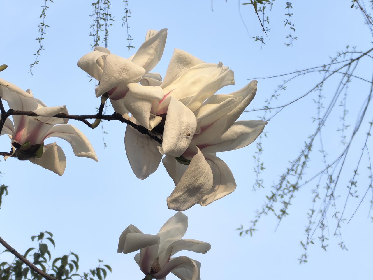 “大义灭己”的山西柳某，不妨让子弹再飞一会儿。不上班每月却有8000多元工资，