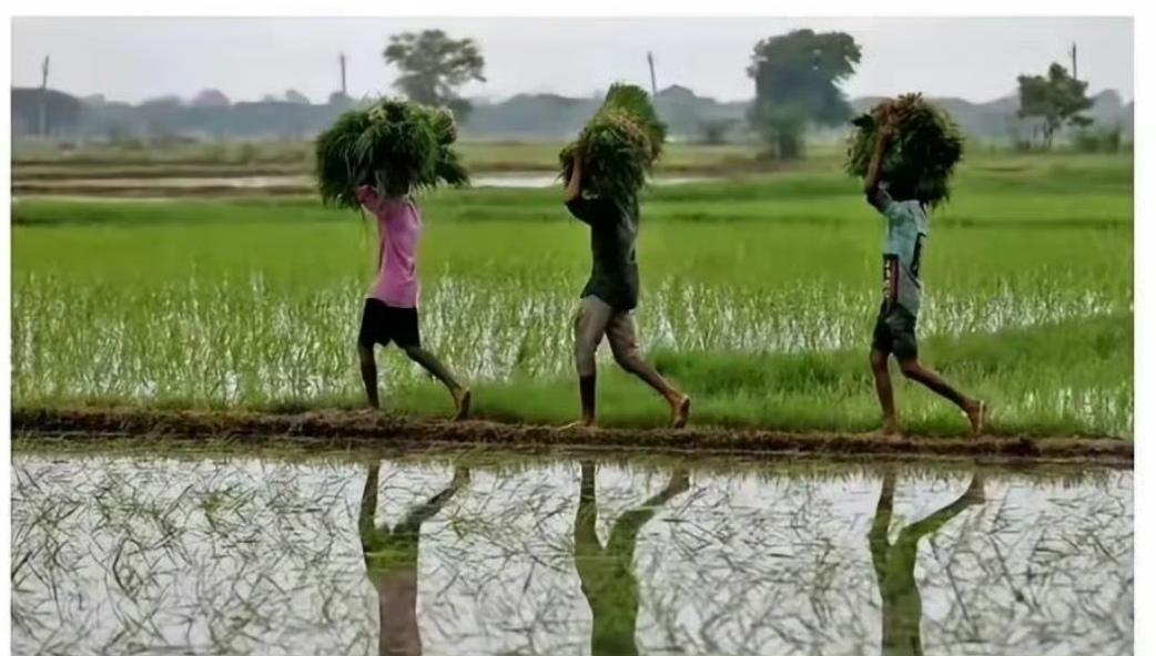 印度尿素高价招标结果零投标这件大糗事儿，并不能说明有钱买不到粮食，粮食仍然是有钱