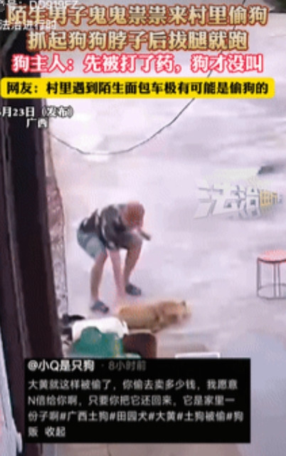 好心痛！广西，一男子养了只可爱的大黄狗，没想到狗子突然不见了，查监控才发现，竟被