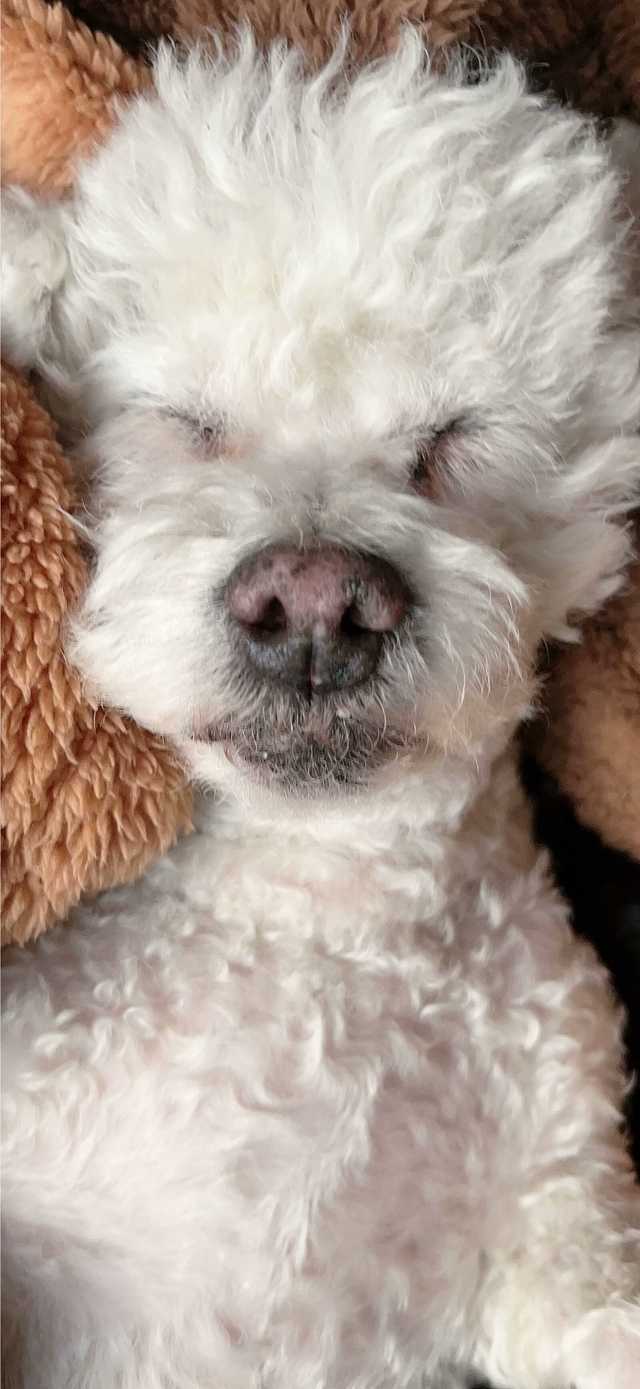 熟睡的狗​​​