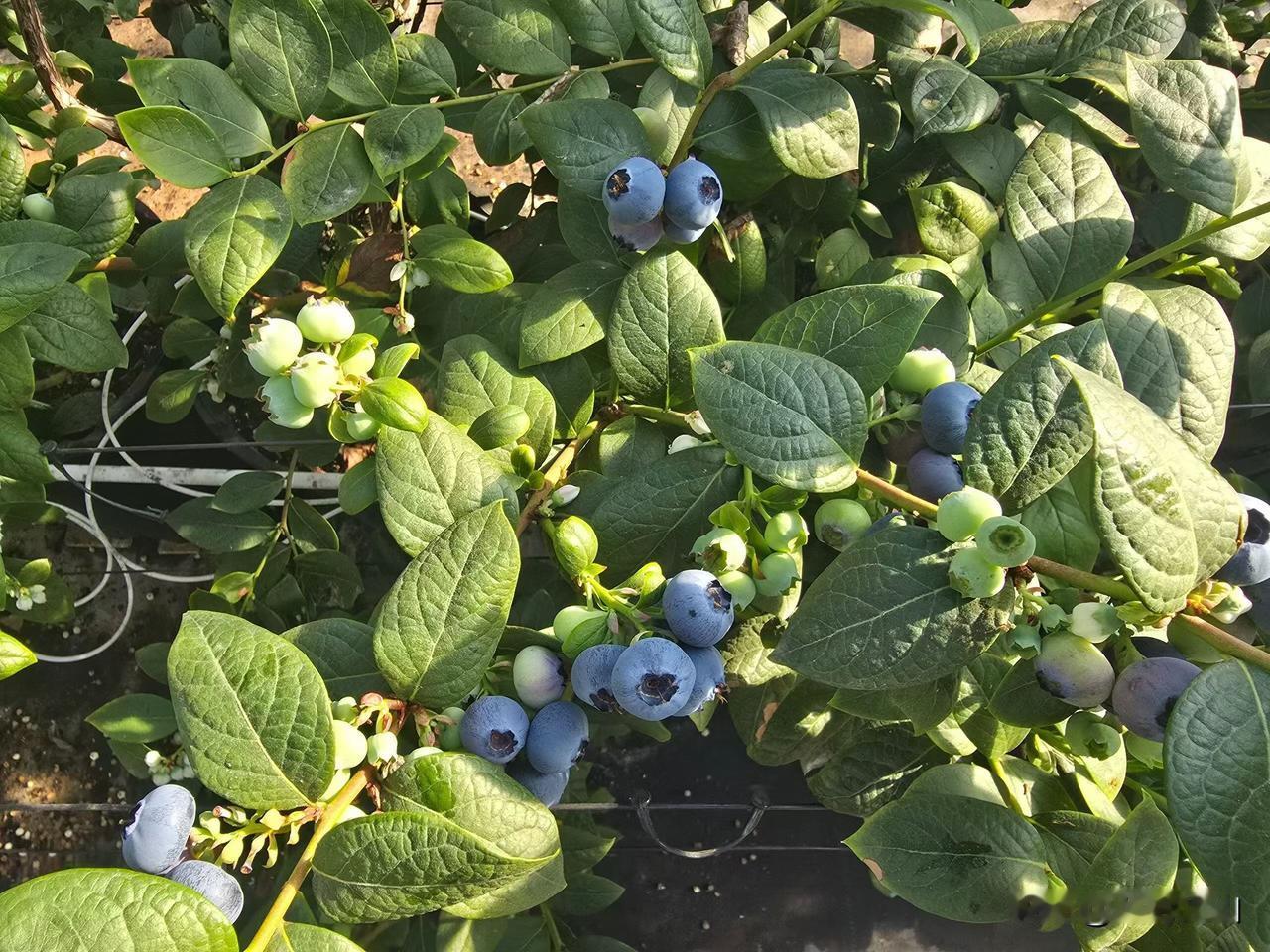 你是不是也见过这种中层？下属汇报工作，他一眼就盯住那点小失误，劈头盖脸一顿骂；团