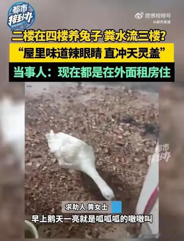 河南许昌，女子家住在2楼，4楼的邻居在家里养兔子、喂大鹅，粪水也流到了女子家中。