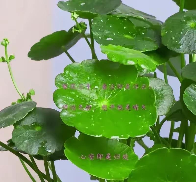 父母把饭菜端到孩子手边，孩子盯着手机连句“谢谢”都懒得说。父母累得直不起腰，孩
