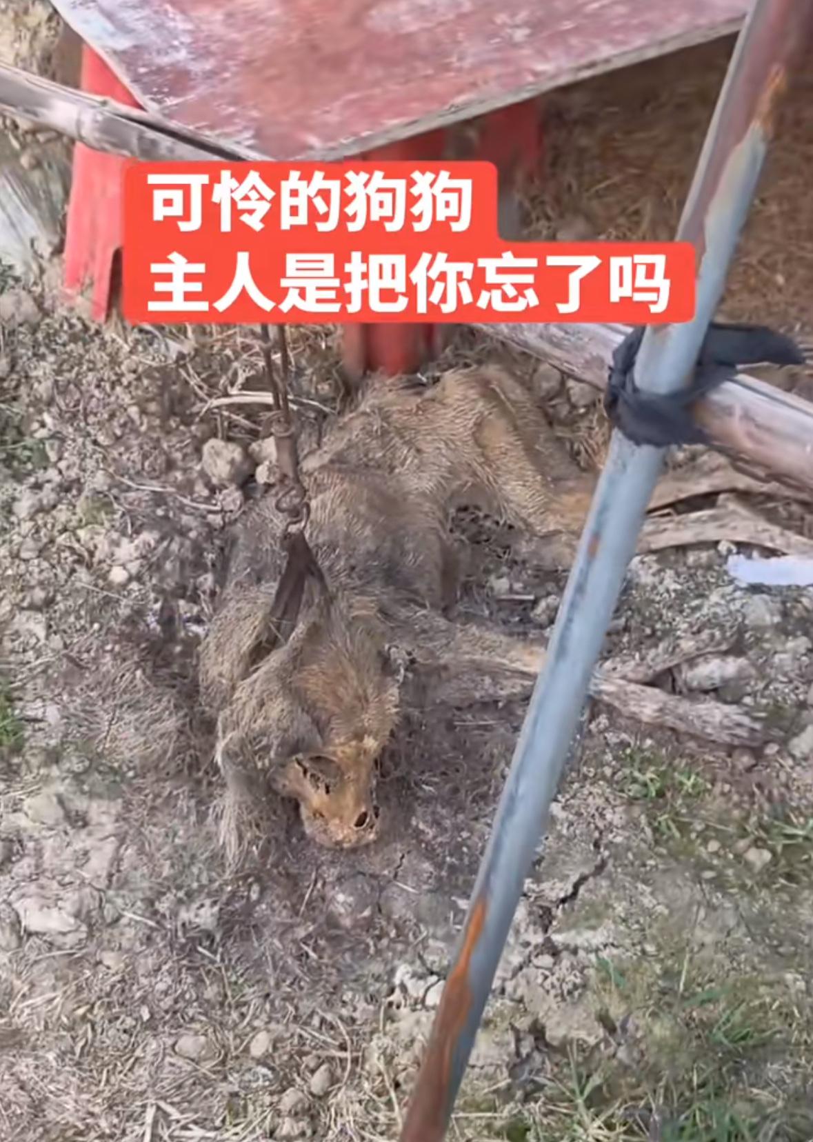 无意间刷到一个视频，可怜的狗狗，主人回家了，可能把你给忘了！太造孽了，这是活活饿