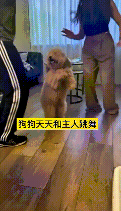 哎呀妈呀这家小狗也太有才了天天跟着主人在家蹦迪跳舞，全程直立站着扭来扭去节奏