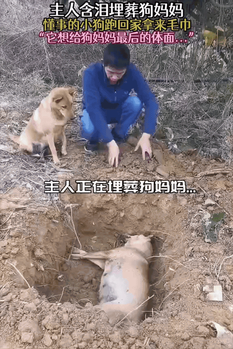  狗妈妈离世，小狗的举动看哭全网：它什么都懂主人蹲在土坑边，正含泪埋葬刚离世